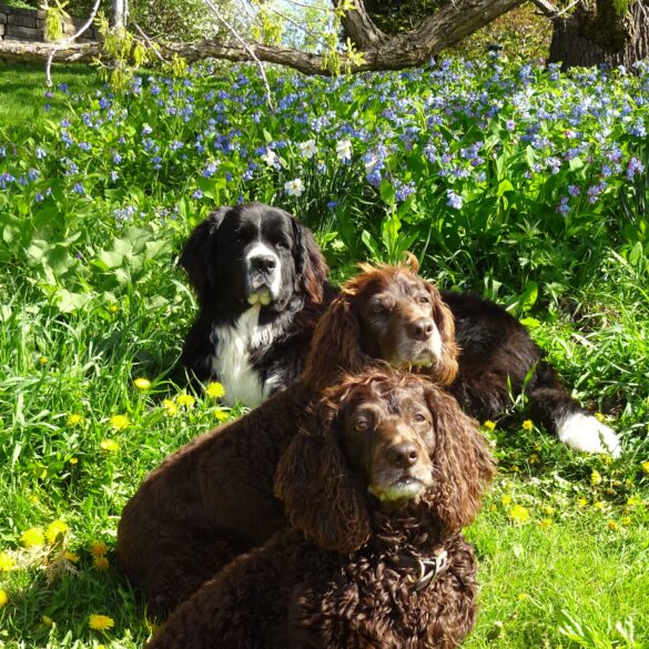 Canine Associates
